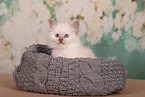 Sacred Birman Kitten