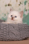 Sacred Birman Kitten