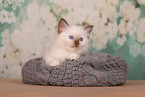 Sacred Birman Kitten