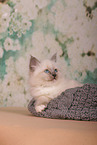 Sacred Birman Kitten