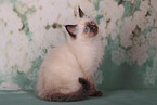 Sacred Birman Kitten