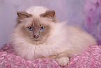 Sacred Birman