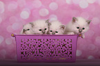 Sacred Birman Kitten