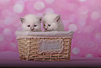 Sacred Birman Kitten