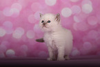 Sacred Birman Kitten