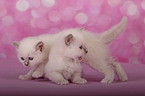 Sacred Birman Kitten