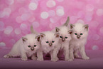 Sacred Birman Kitten