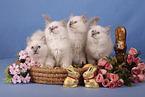 Sacred Birman Kitten