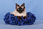 Sacred Birman