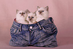 Sacred Birman Kitten