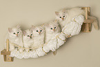 Sacred Birman Kitten