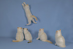 Sacred Birman Kitten
