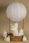 Sacred Birman Kitten