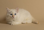 Sacred Birman Kitten