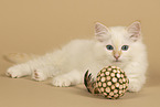 Sacred Birman Kitten