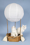 Sacred Birman Kitten