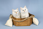 Sacred Birman Kitten