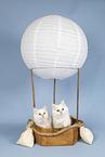 Sacred Birman Kitten