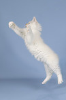 Sacred Birman Kitten