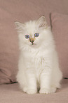 Sacred Birman Kitten