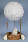 Sacred Birman Kitten
