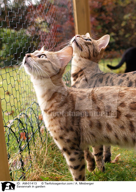 Savannah im Garten / Savannah in garden / AM-01413