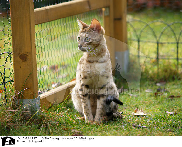Savannah im Garten / Savannah in garden / AM-01417