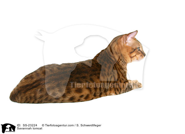 Savannah Kater / Savannah tomcat / SS-23224
