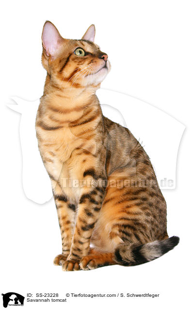 Savannah Kater / Savannah tomcat / SS-23228