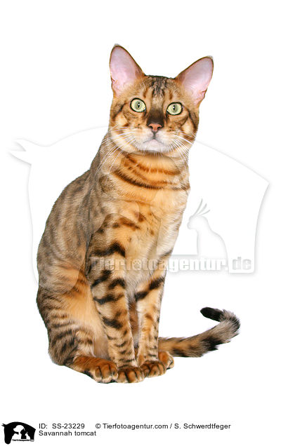 Savannah Kater / Savannah tomcat / SS-23229