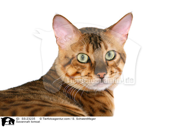 Savannah Kater / Savannah tomcat / SS-23235