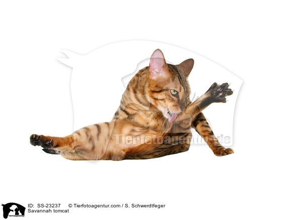 Savannah Kater / Savannah tomcat / SS-23237
