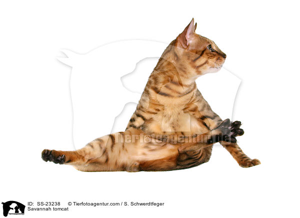 Savannah Kater / Savannah tomcat / SS-23238