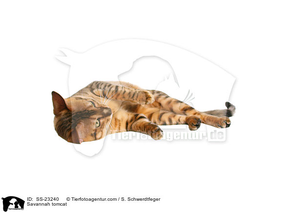 Savannah Kater / Savannah tomcat / SS-23240