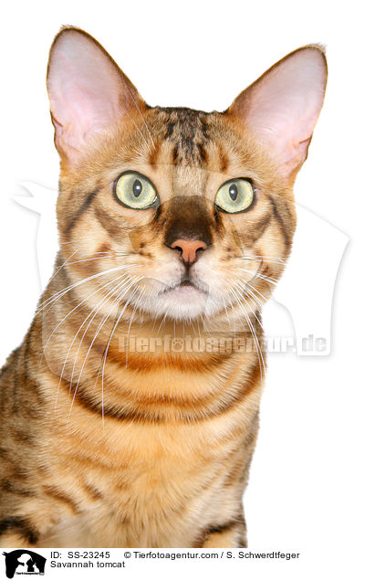Savannah Kater / Savannah tomcat / SS-23245