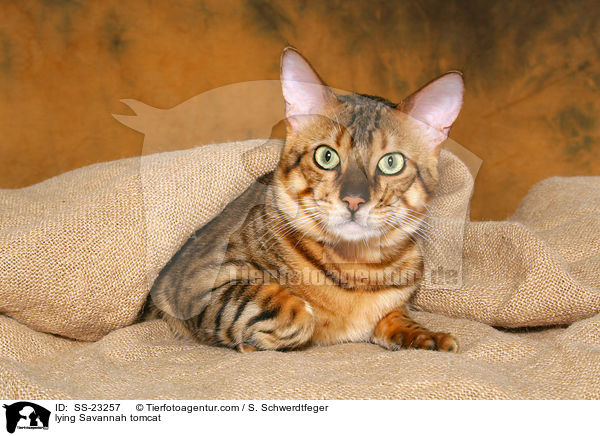 Savannah Kater / Savannah tomcat / SS-23257