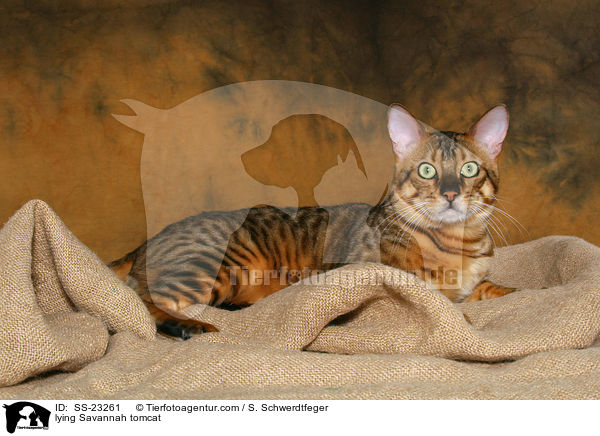 Savannah Kater / Savannah tomcat / SS-23261