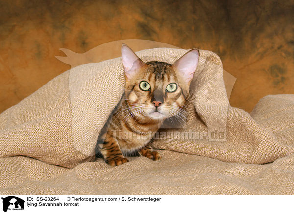 Savannah Kater / Savannah tomcat / SS-23264