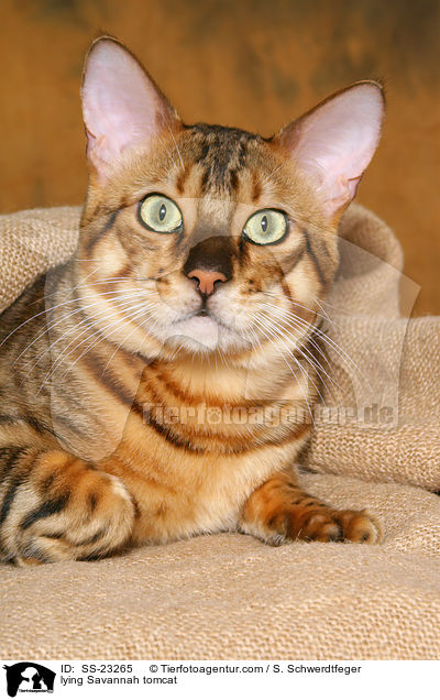 Savannah Kater / Savannah tomcat / SS-23265