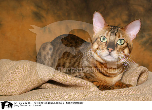 Savannah Kater / Savannah tomcat / SS-23266