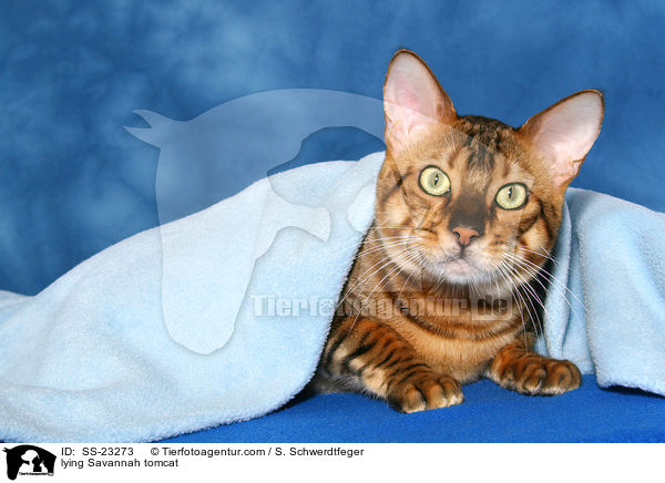 Savannah Kater / Savannah tomcat / SS-23273