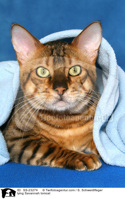 Savannah Kater / Savannah tomcat / SS-23274