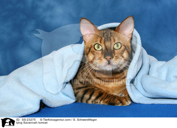 Savannah Kater / Savannah tomcat / SS-23275