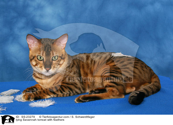 Savannah Kater / Savannah tomcat / SS-23279