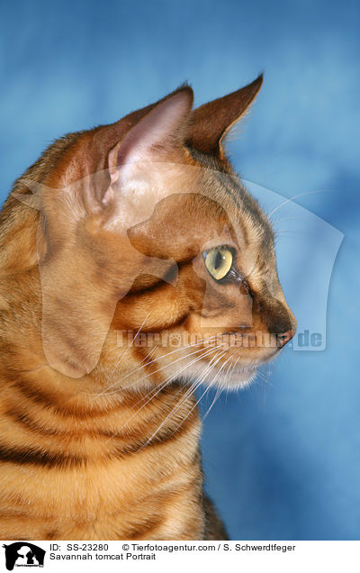 Savannah Kater / Savannah tomcat / SS-23280