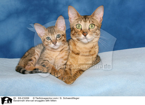 2 Savannahs / 2 Savannahs / SS-23289