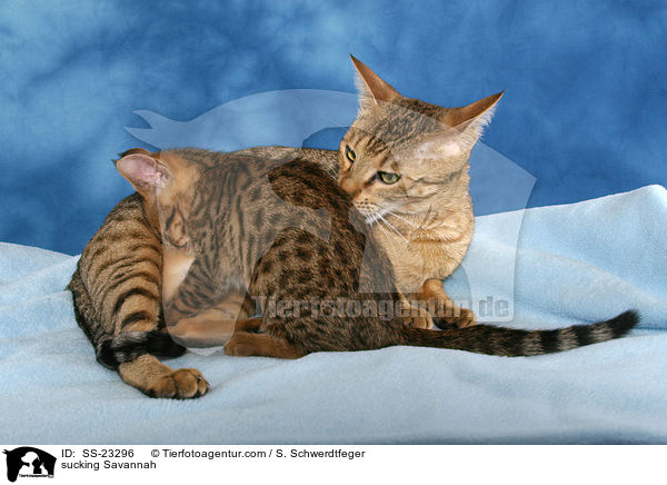 saugende Savannah / sucking Savannah / SS-23296