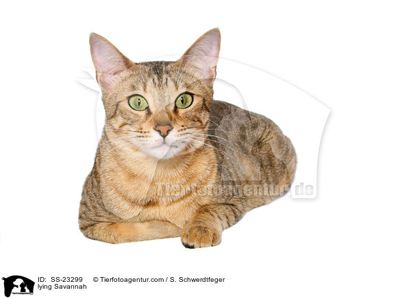 liegende Savannah / lying Savannah / SS-23299