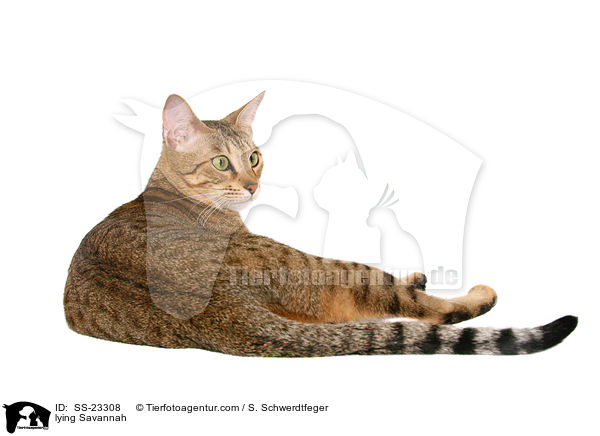 liegende Savannah / lying Savannah / SS-23308