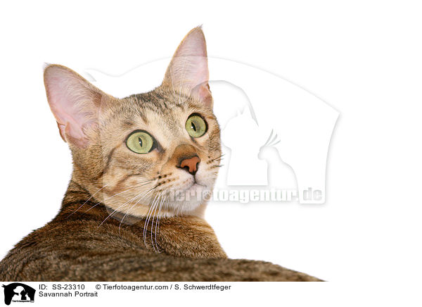 Savannah Portrait / Savannah Portrait / SS-23310